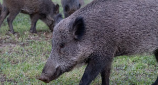 Serravalle Sesia - Campo da calcio devastato dai cinghiali: squadra costretta a traslocare