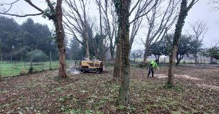 Vercelli - Maxi piano di potature, quasi mille interventi per sicurezza, decoro e tutela del verde
