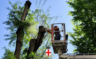 Vercelli – Al via l’abbattimento di otto alberi per motivi di sicurezza in viale Garibaldi
